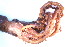  (Histioteuthis hoylei - CCDB22176-F09)  @11 [ ] CreativeCommons - Attribution (2014) Kara Layton Centre for Biodiversity Genomics