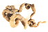  ( - CCDB13756-A02)  @12 [ ] CreativeCommons - Attribution (2014) Kara Layton Centre for Biodiversity Genomics