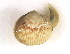  (Clinocardium - CCDB13756-C03)  @14 [ ] CreativeCommons - Attribution (2014) Kara Layton Centre for Biodiversity Genomics