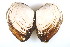  ( - CCDB13756-D12)  @12 [ ] CreativeCommons - Attribution (2014) Kara Layton Centre for Biodiversity Genomics