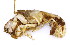  ( - CCDB13778-A01)  @13 [ ] CreativeCommons - Attribution (2014) Kara Layton Centre for Biodiversity Genomics