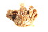  ( - CCDB13778-B11)  @12 [ ] CreativeCommons - Attribution (2014) Kara Layton Centre for Biodiversity Genomics