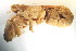  ( - CCDB13778-B12)  @13 [ ] CreativeCommons - Attribution (2014) Kara Layton Centre for Biodiversity Genomics