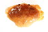 (Cancer magister - CCDB13778-C02)  @12 [ ] CreativeCommons - Attribution (2014) Kara Layton Centre for Biodiversity Genomics