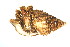  ( - CCDB13778-D11)  @13 [ ] CreativeCommons - Attribution (2014) Kara Layton Centre for Biodiversity Genomics