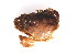  (Cancer oregonensis - CCDB13778-E01)  @13 [ ] CreativeCommons - Attribution (2014) Kara Layton Centre for Biodiversity Genomics