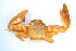  ( - CCDB13778-G09)  @12 [ ] CreativeCommons - Attribution (2014) Kara Layton Centre for Biodiversity Genomics