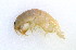  ( - CCDB13778-H04)  @14 [ ] CreativeCommons - Attribution (2014) Kara Layton Centre for Biodiversity Genomics