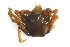  ( - CCDB13778-H07)  @11 [ ] CreativeCommons - Attribution (2014) Kara Layton Centre for Biodiversity Genomics