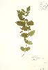  ( - RBG 116)  @11 [ ] Copyright (2009) Unspecified University of Guelph BIO Herbarium