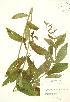  ( - RBG 112)  @11 [ ] Copyright (2009) Unspecified University of Guelph BIO Herbarium