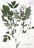  (Actaea X ludovici - RBG 014)  @11 [ ] Copyright (2009) Unspecified University of Guelph BIO Herbarium