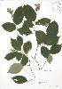  ( - RBG 018)  @11 [ ] Copyright (2009) Unspecified University of Guelph BIO Herbarium