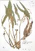  (Sagittaria latifolia - RBG 012)  @11 [ ] Copyright (2009) Unspecified University of Guelph BIO Herbarium