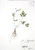  (Ranunculus fascicularis - RBG 029)  @11 [ ] Copyright (2009) Unspecified University of Guelph BIO Herbarium
