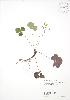  ( - RBG 033)  @11 [ ] Copyright (2009) Unspecified University of Guelph BIO Herbarium