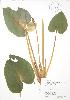  (Calloideae - RBG 054)  @11 [ ] Copyright (2009) Unspecified University of Guelph BIO Herbarium
