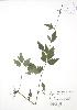  ( - RBG 084)  @11 [ ] Copyright (2009) Unspecified University of Guelph BIO Herbarium