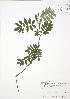  ( - RBG-Blitz 018)  @11 [ ] Copyright (2009) Unspecified University of Guelph BIO Herbarium