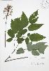  (Actaea pachypoda - RBG 125)  @11 [ ] Copyright (2009) Unspecified University of Guelph BIO Herbarium