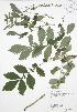  (Agrimonia gryposepala - RBG 153)  @11 [ ] Copyright (2009) Unspecified University of Guelph BIO Herbarium