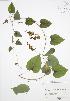  (Dioscorea villosa - RBG 113)  @11 [ ] Copyright (2009) Unspecified University of Guelph BIO Herbarium
