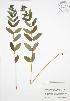  ( - RBG 130)  @11 [ ] Copyright (2009) Unspecified University of Guelph BIO Herbarium