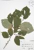  ( - RBG-Blitz 057)  @11 [ ] Copyright (2009) Unspecified University of Guelph BIO Herbarium