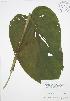  (Orontioideae - RBG-Blitz 060)  @11 [ ] Copyright (2009) Unspecified University of Guelph BIO Herbarium