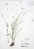  ( - RBG 061)  @11 [ ] Copyright (2009) Unspecified University of Guelph BIO Herbarium