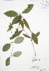  ( - RBG 148)  @11 [ ] Copyright (2009) Unspecified University of Guelph BIO Herbarium