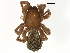  (Cicurina sp. 2GAB - BIOUG35431-A06)  @11 [ ] CreativeCommons - Attribution (2018) CBG Photography Group Centre for Biodiversity Genomics