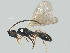  (Coptera cingulatae - BIOUG07941-B04)  @13 [ ] CreativeCommons - Attribution (2014) CBG Photography Group Centre for Biodiversity Genomics