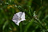  (Convolvulus equitans - Woodward26)  @11 [ ] CreativeCommons - Attribution Non-Commercial Share-Alike (2015) Mark Gustafson Texas Lutheran University