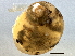  ( - BIOUG07961-A04)  @14 [ ] CreativeCommons - Attribution (2013) CBG Photography Group Centre for Biodiversity Genomics
