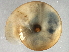  ( - BIOUG07961-B04)  @12 [ ] CreativeCommons - Attribution (2013) CBG Photography Group Centre for Biodiversity Genomics