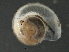  ( - BIOUG07961-F05)  @13 [ ] CreativeCommons - Attribution (2013) CBG Photography Group Centre for Biodiversity Genomics