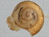  (Punctum pygmaeum - BIOUG08048-C01)  @13 [ ] CreativeCommons - Attribution (2013) CBG Photography Group Centre for Biodiversity Genomics