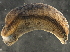  ( - BIOUG08048-F11)  @13 [ ] CreativeCommons - Attribution (2013) CBG Photography Group Centre for Biodiversity Genomics