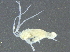  ( - ON13-C0129-0001)  @12 [ ] CreativeCommons - Attribution (2013) CBG Photography Group Centre for Biodiversity Genomics
