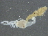  ( - ON13-C4215-0001)  @13 [ ] CreativeCommons - Attribution (2013) CBG Photography Group Centre for Biodiversity Genomics