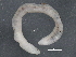  ( - BIOUG08058-A08)  @13 [ ] CreativeCommons - Attribution (2013) CBG Photography Group Centre for Biodiversity Genomics