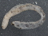  ( - BIOUG08058-A10)  @12 [ ] CreativeCommons - Attribution (2013) CBG Photography Group Centre for Biodiversity Genomics