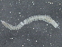  (Stylaria lacustris - BIOUG08058-C05)  @13 [ ] CreativeCommons - Attribution (2013) CBG Photography Group Centre for Biodiversity Genomics