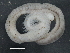  ( - BIOUG08058-H09)  @11 [ ] CreativeCommons - Attribution (2013) CBG Photography Group Centre for Biodiversity Genomics