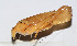  (Sinochlora sp. 2 - 201501-10G)  @13 [ ] CreativeCommons - Attribution (2010) Zhi-Jun Zhou Centre for Biodiversity Genomics