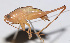  ( - 201501-2A)  @13 [ ] CreativeCommons - Attribution (2010) Zhi-Jun Zhou Centre for Biodiversity Genomics