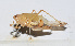  ( - 201501-7H)  @12 [ ] CreativeCommons - Attribution (2010) Zhi-Jun Zhou Centre for Biodiversity Genomics