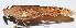  (Parapsyra sp. 1 - 201502-2C)  @14 [ ] CreativeCommons - Attribution (2010) Zhi-Jun Zhou Centre for Biodiversity Genomics