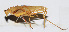  ( - 201502-5F)  @11 [ ] CreativeCommons - Attribution (2010) Zhi-Jun Zhou Centre for Biodiversity Genomics
